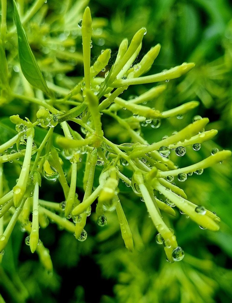 После дождя