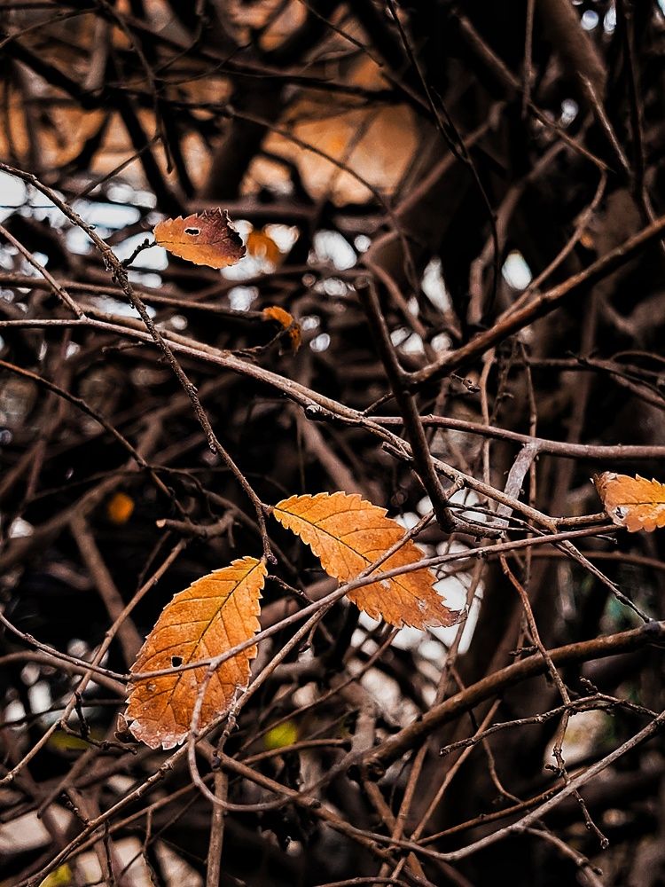 Photograph by shima yousef zade