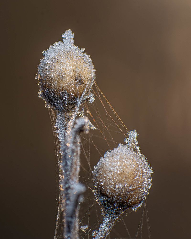 Photograph by Marianna Klein