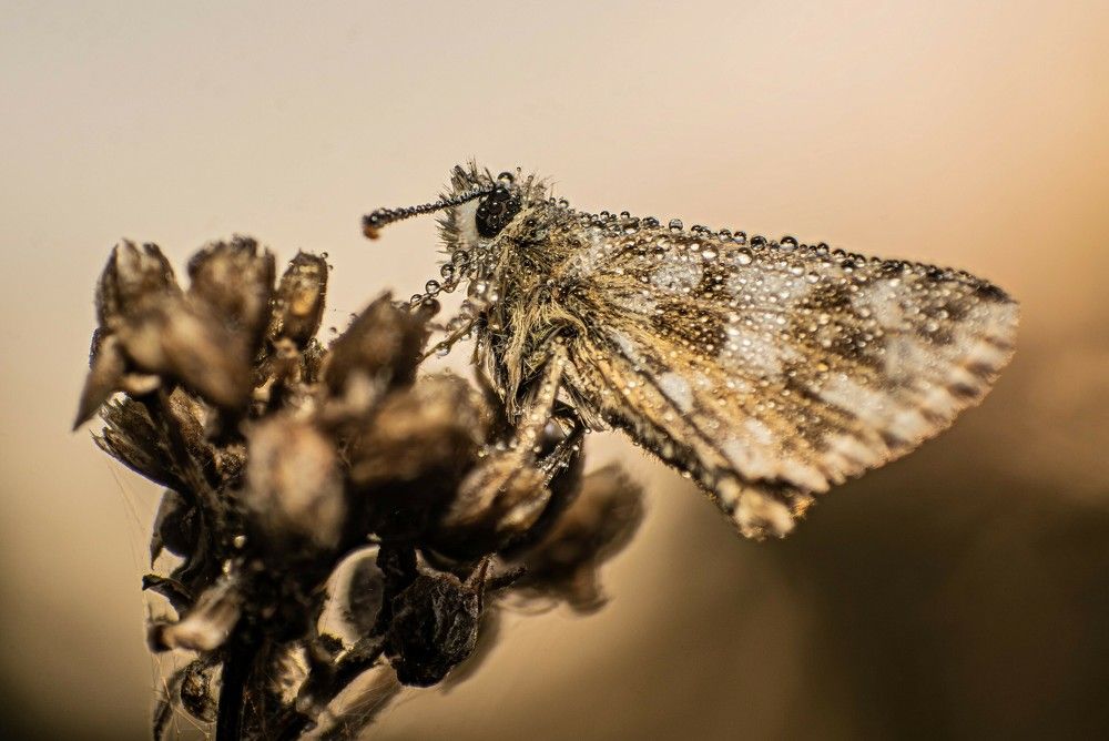 Photograph by Marianna Klein