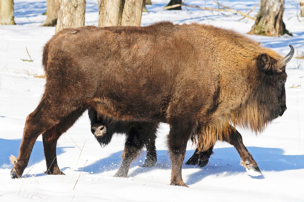 Спрятался за мамку
