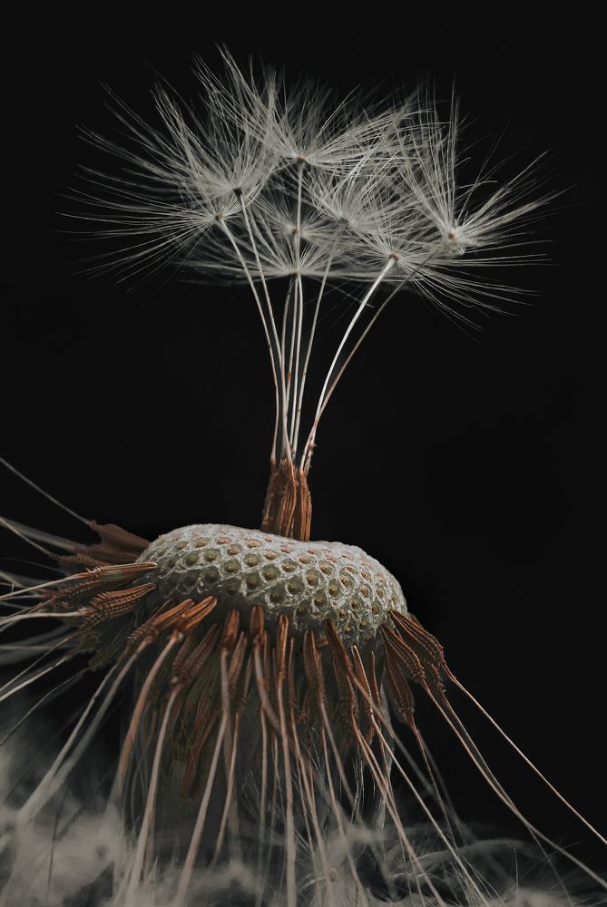 Photograph by Галина Суровицкая