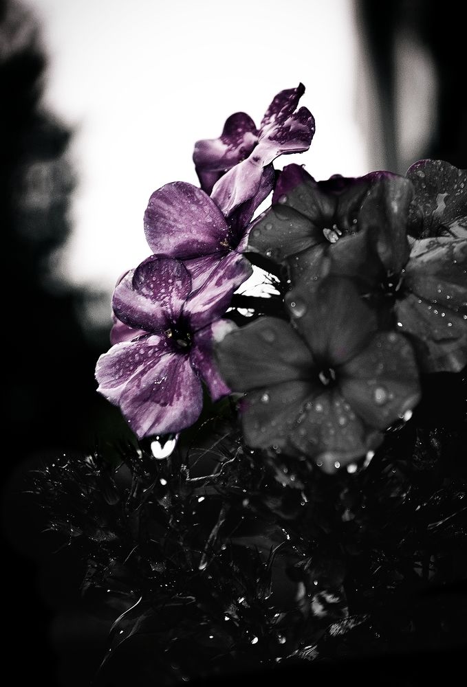 Photograph by Александр Лабутин