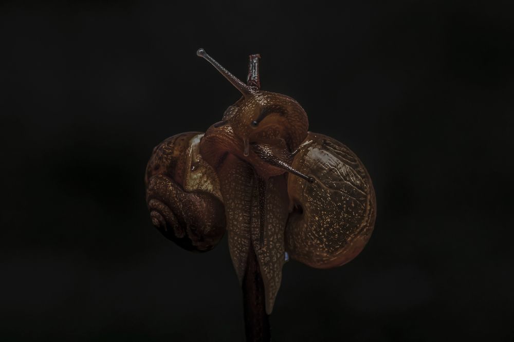 Фотография автора ChonTin NeCoTi