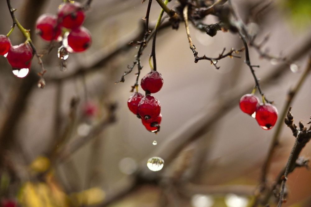 Фотография автора Сергей Чесноков