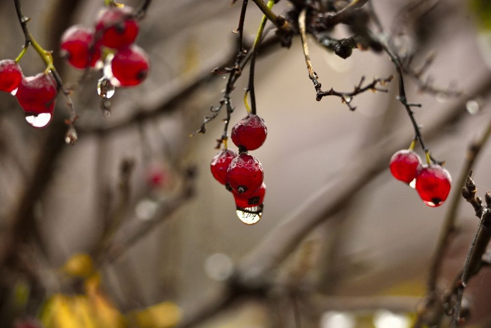 Фотография автора Сергей Чесноков