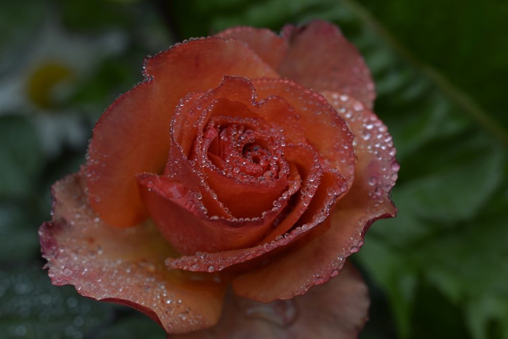 Фотография автора Сергей Чесноков