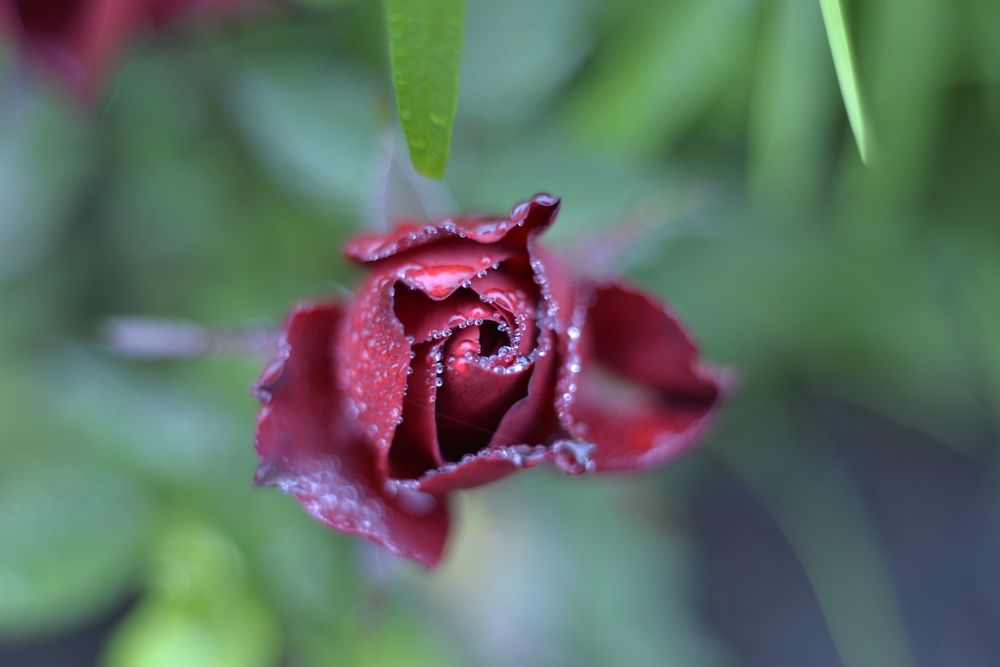 Фотография автора Сергей Чесноков