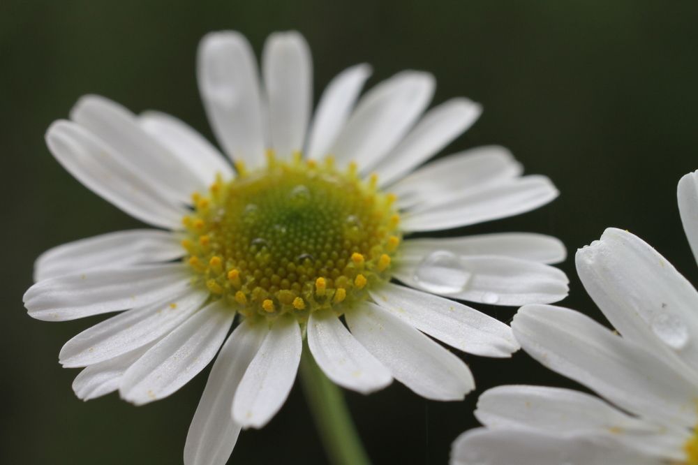 Photograph by Наталья Алексеева