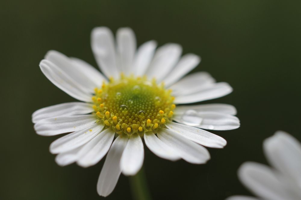 Photograph by Наталья Алексеева