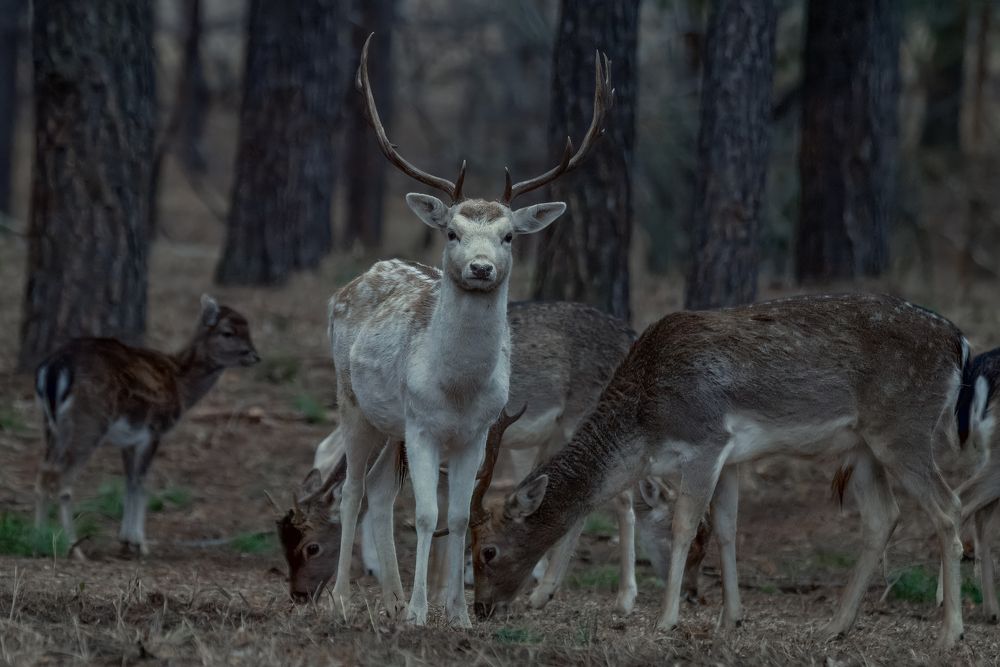 Европейские лани