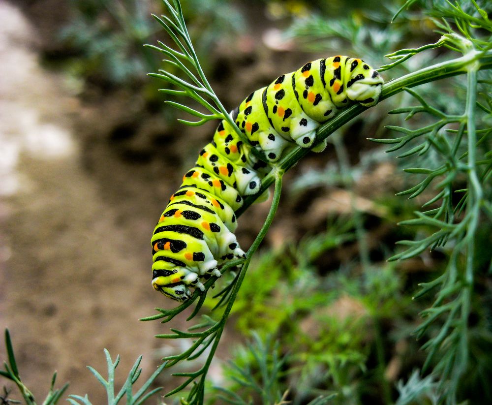 Photograph by Галчонок Ахмерова