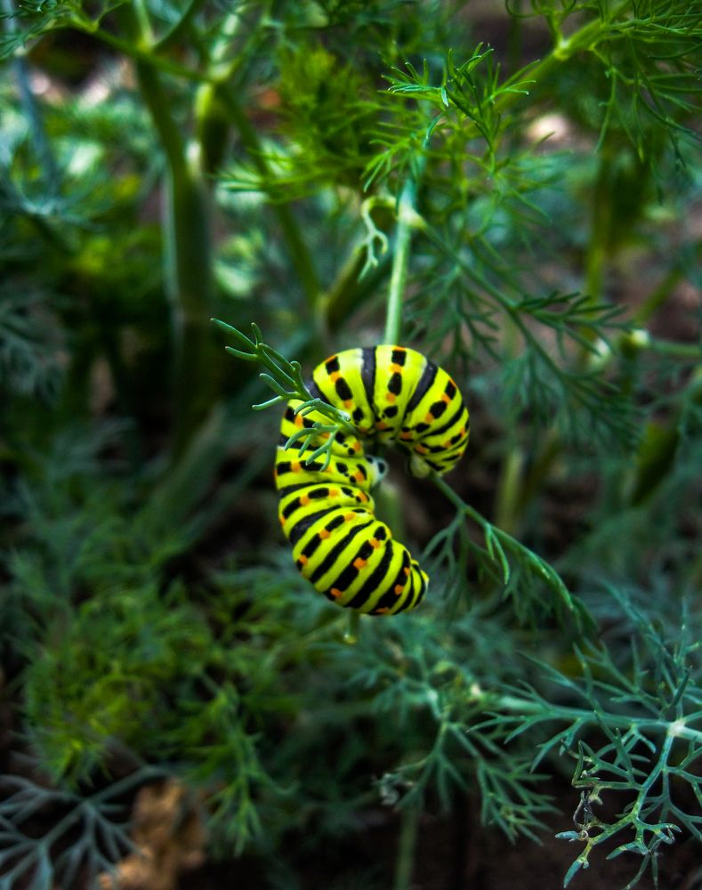 Photograph by Галчонок Ахмерова