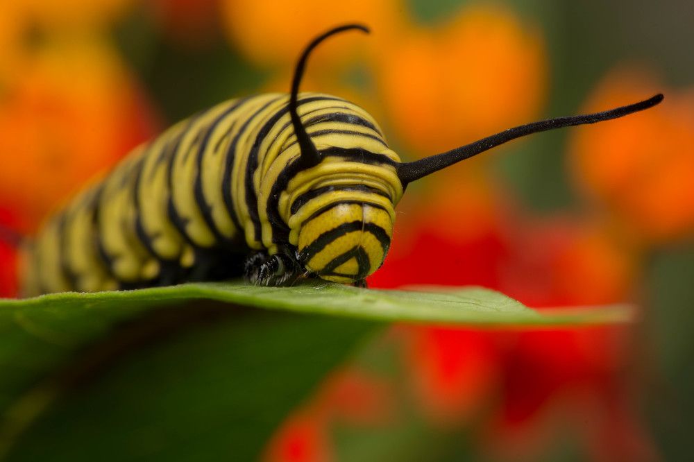 Photograph by Esteban Acquaviva