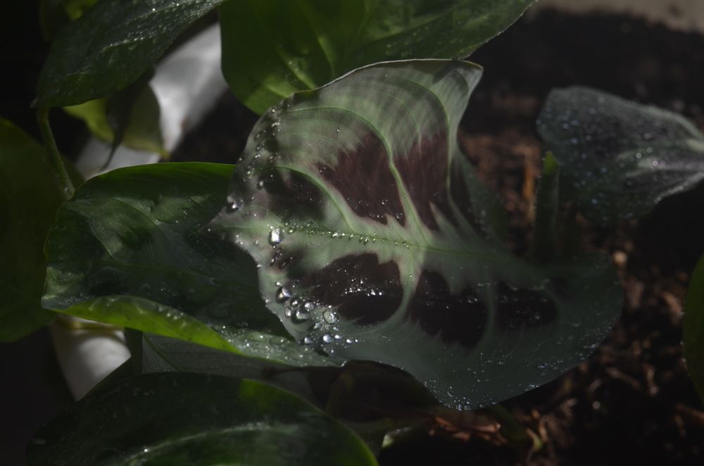 Photograph by Valentina