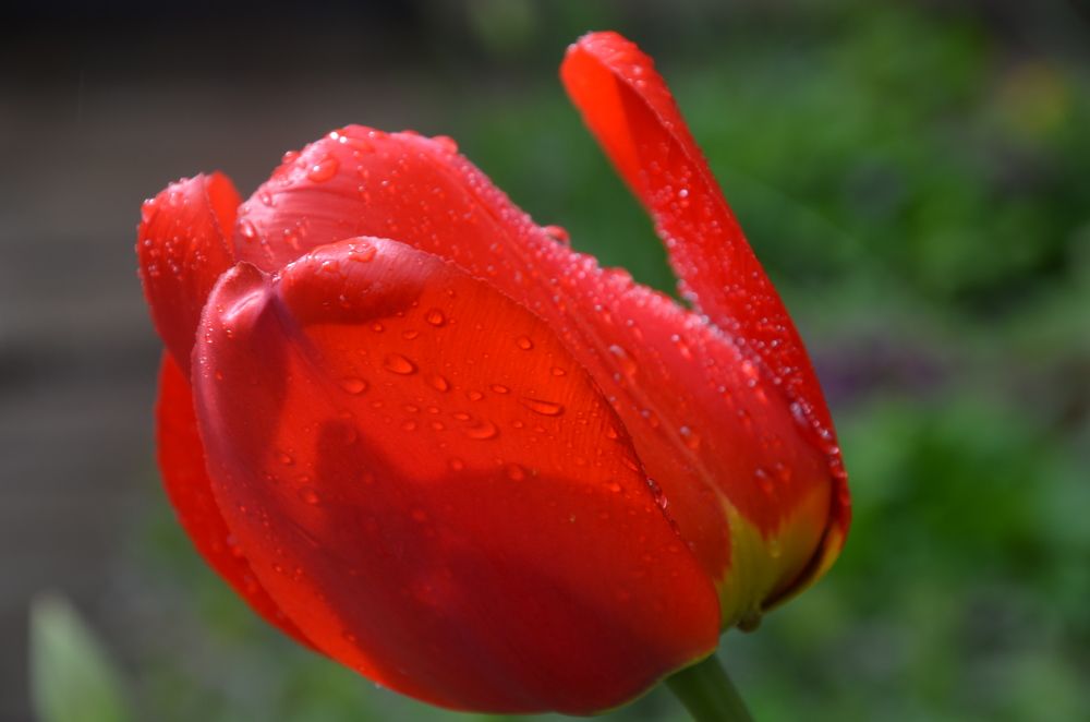 Photograph by Valentina