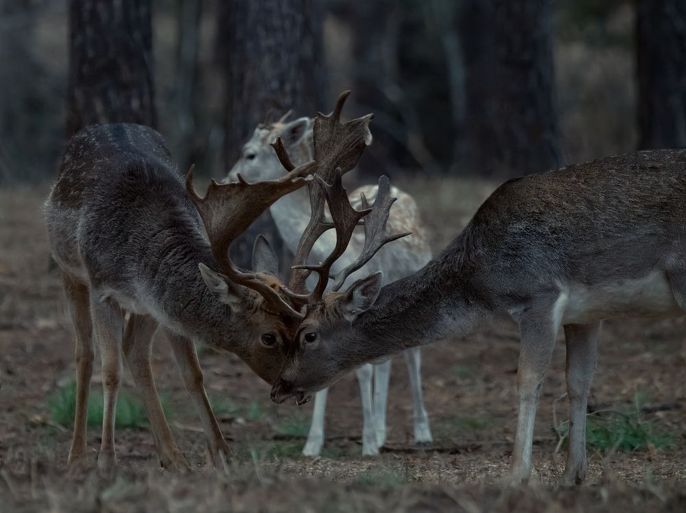 Photograph by Сергей Немцев