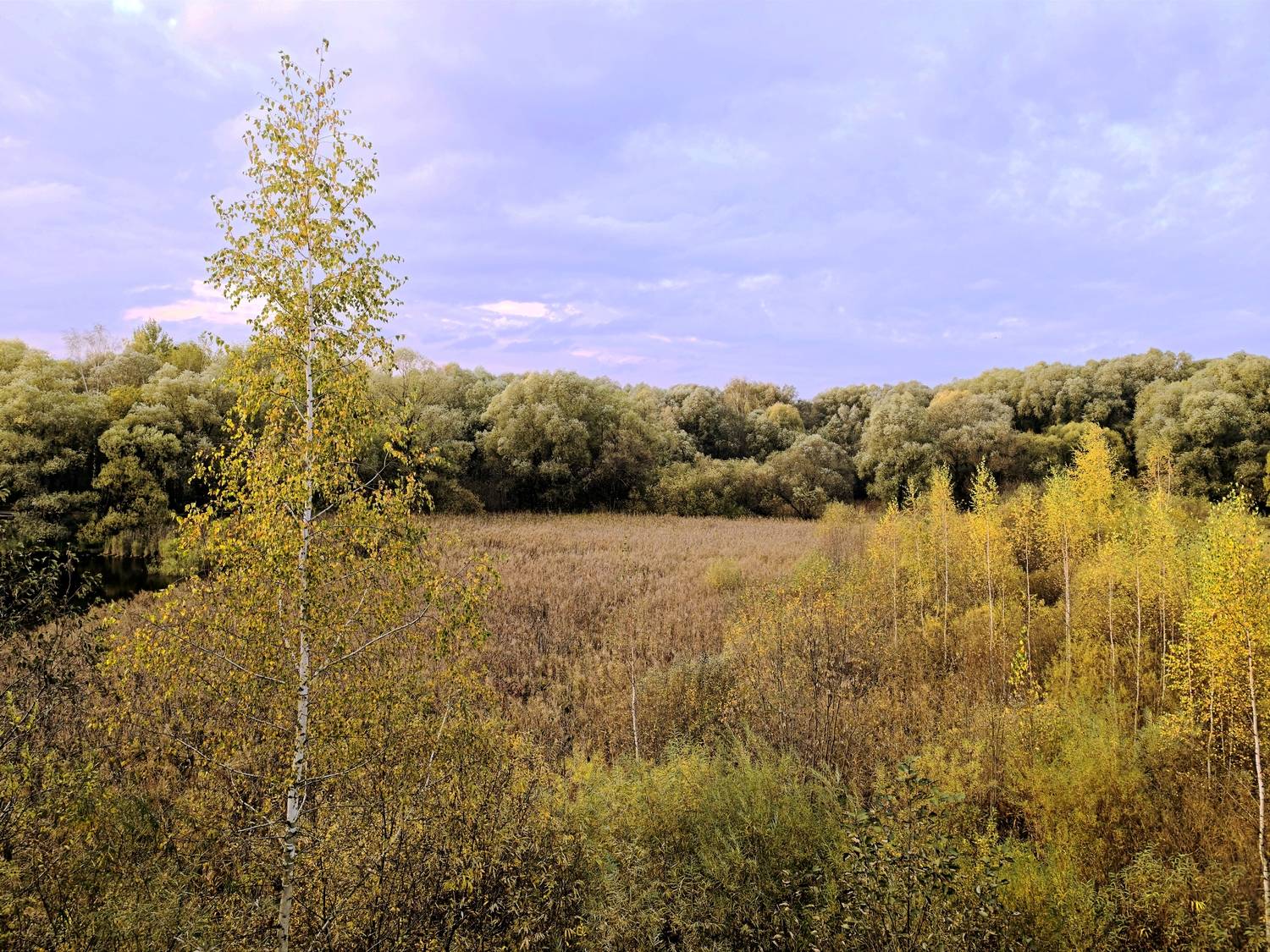 Photo #11471138