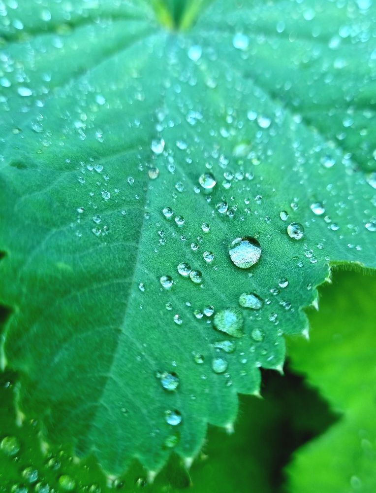 Лист смородины