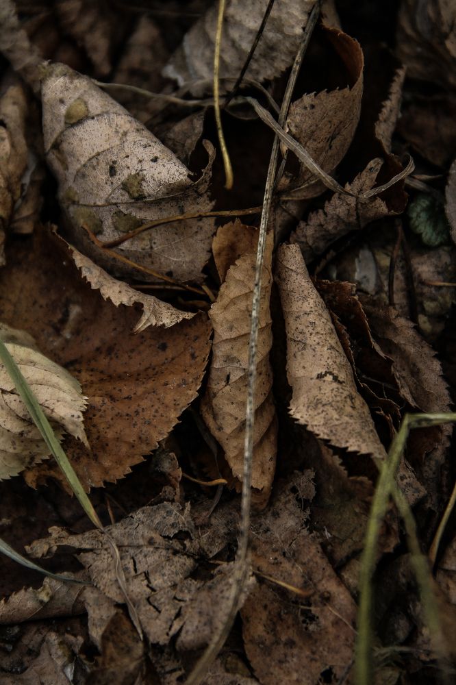 Photograph by Анастасия Псарёва