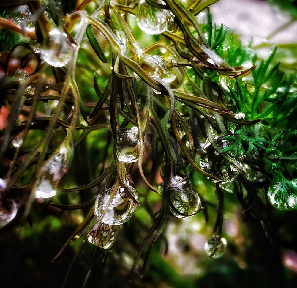 Photograph by Елена Артёменко