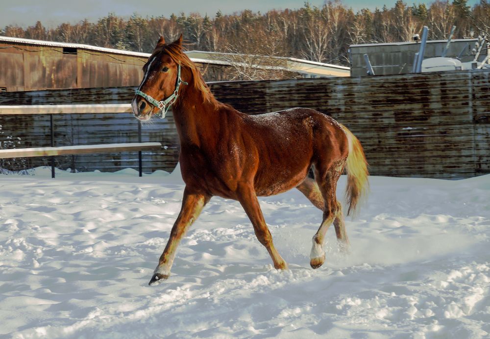 Photograph by Баженова Наталья