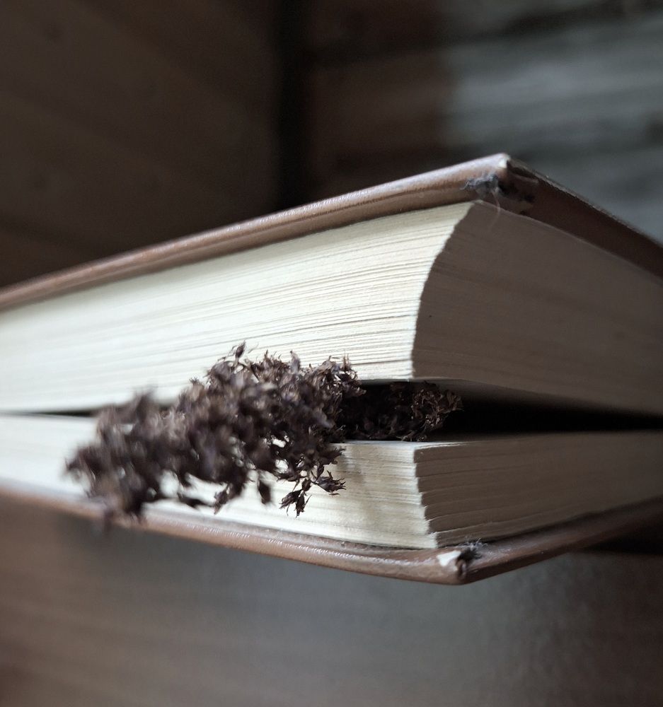 Photograph by Ольга