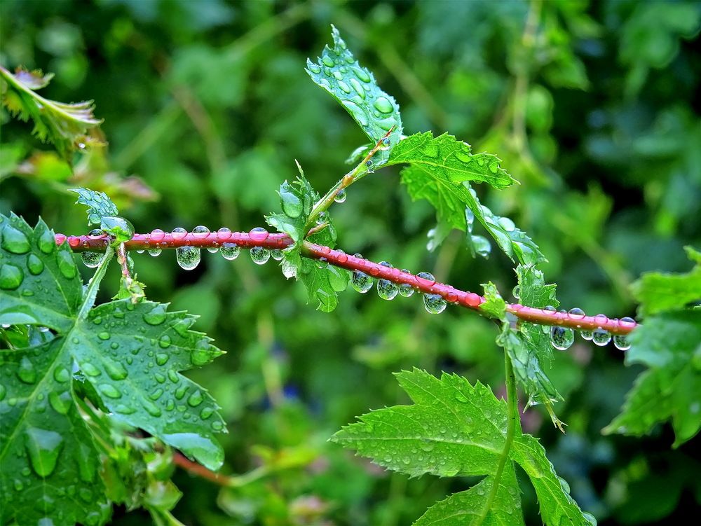После дождя