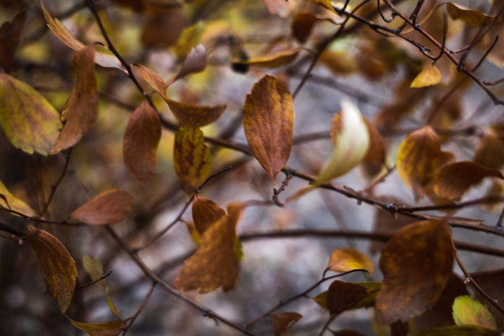 Photograph by Алла Никушкина