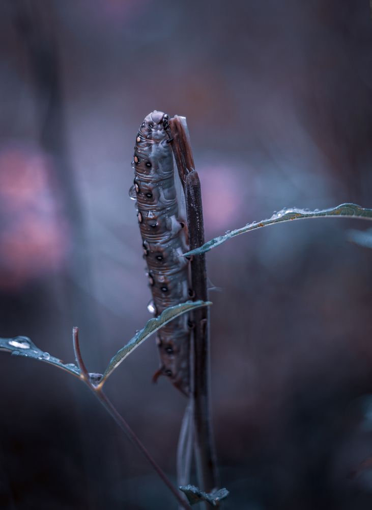 Photograph by Григорова Мария