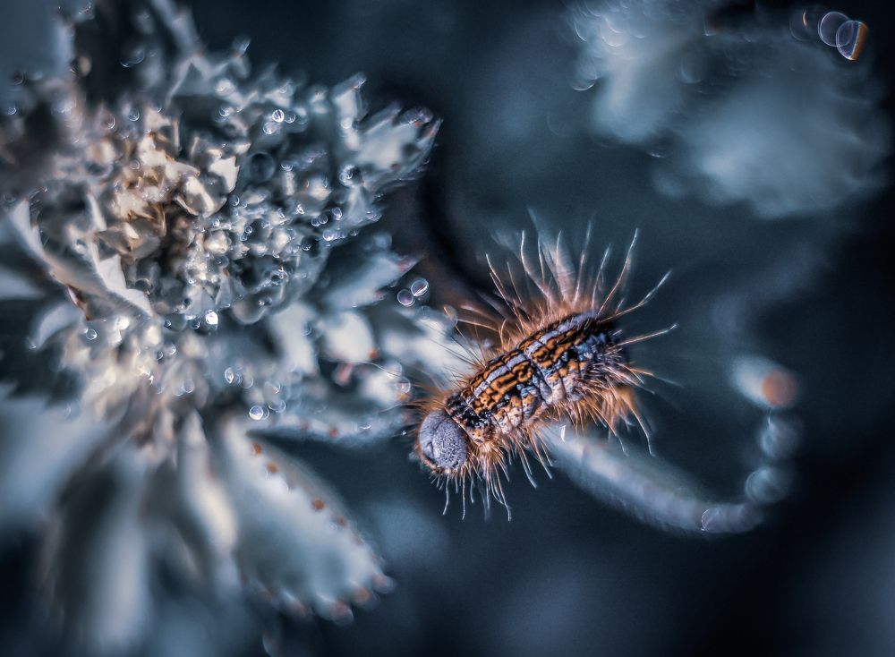 Photograph by Григорова Мария