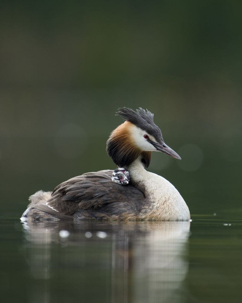 Да у него на лбу все написано!