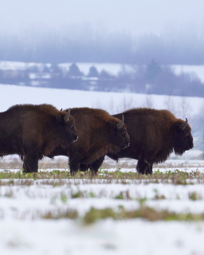 Три богатыря