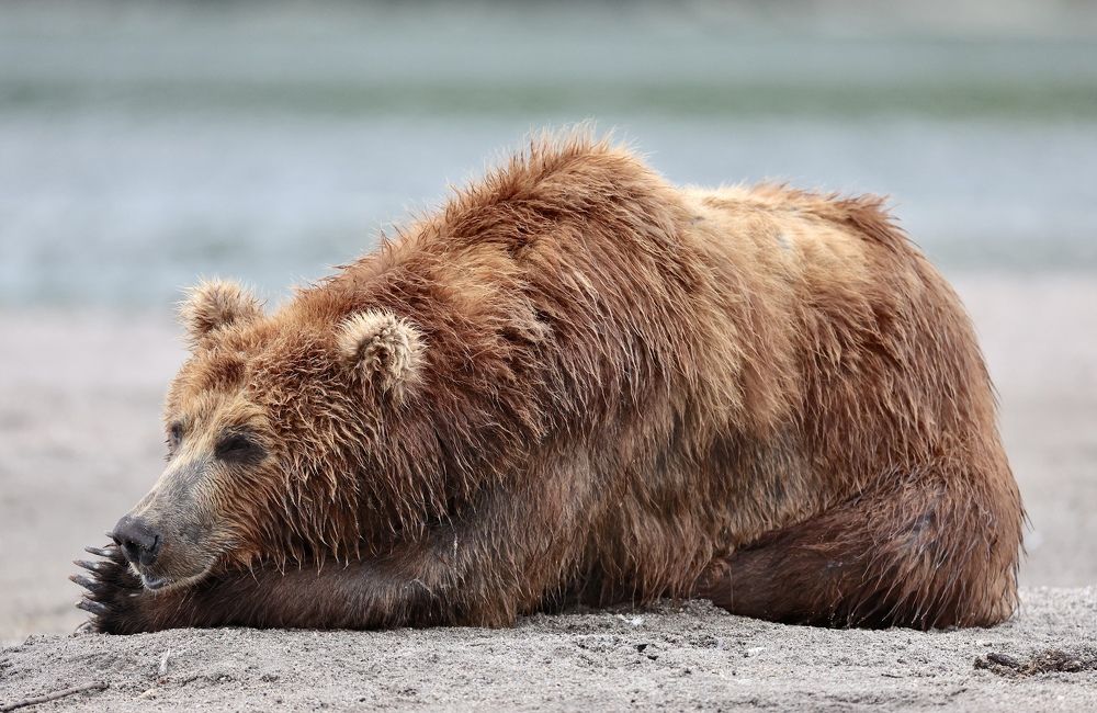 Brown bear