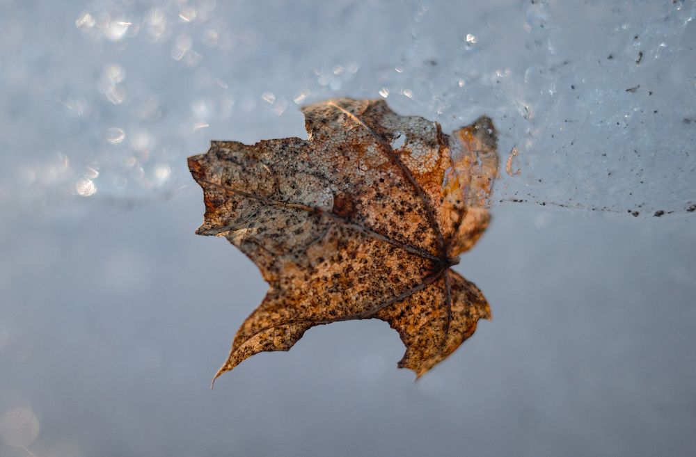 Photograph by Алла Никушкина