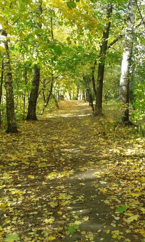 Trees with branches bend look like a tree tunnel and front cement corridor