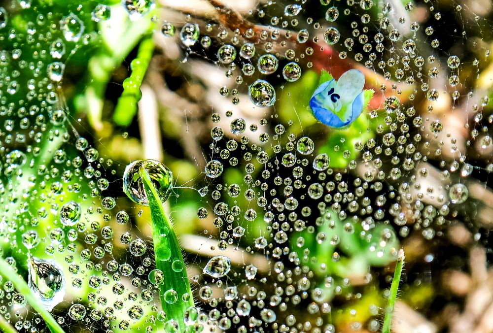 Drops on a spider web .