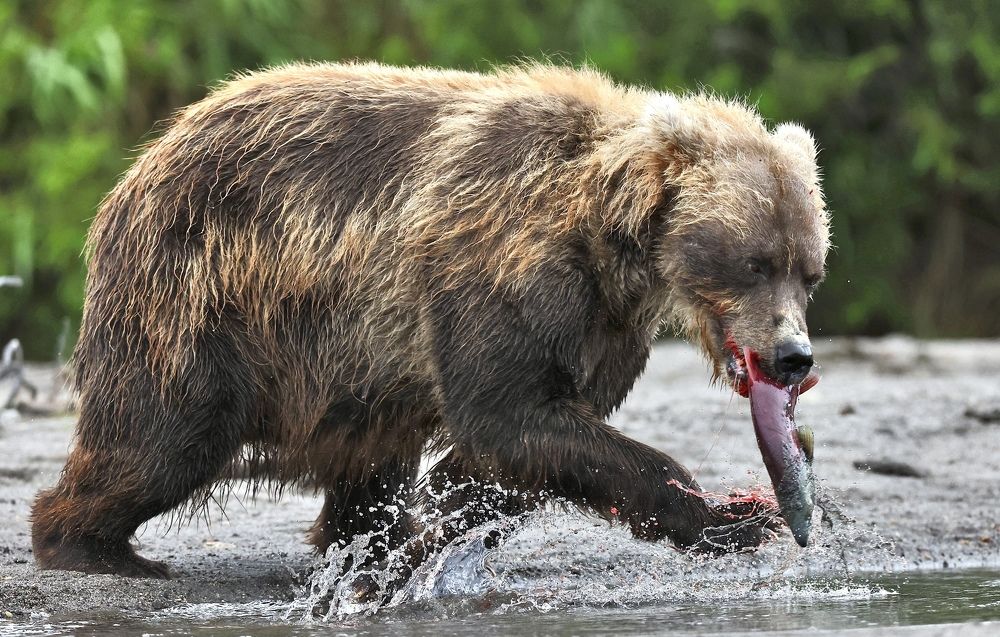 Brown bear with fish