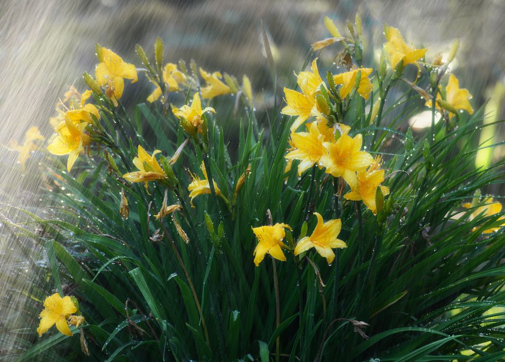 Фотография автора Валерий Лушин