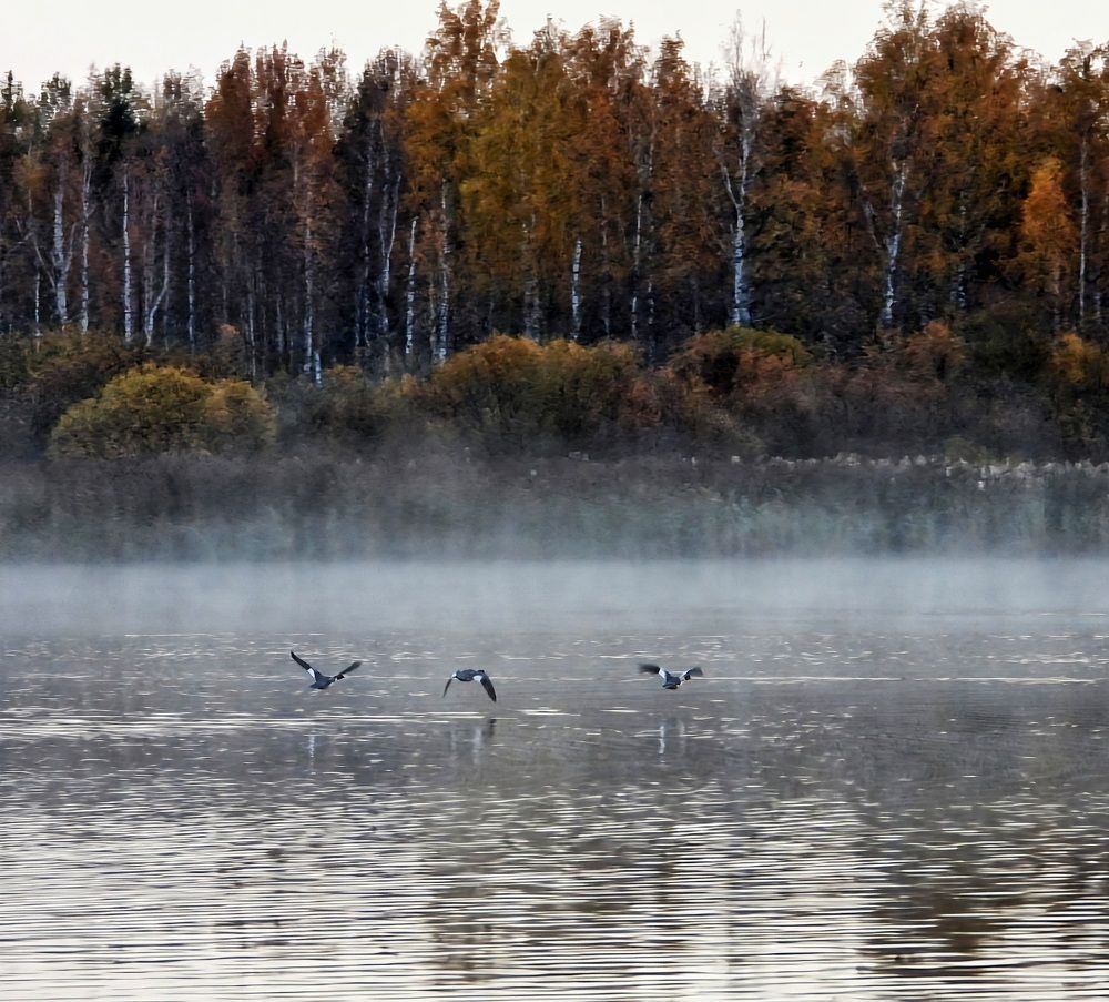 Photograph by Александр Шаварин