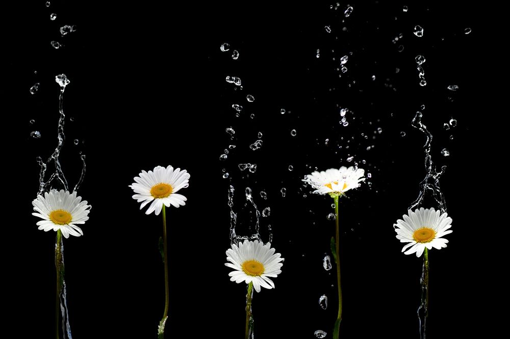 Photograph by Оксана Ребристая