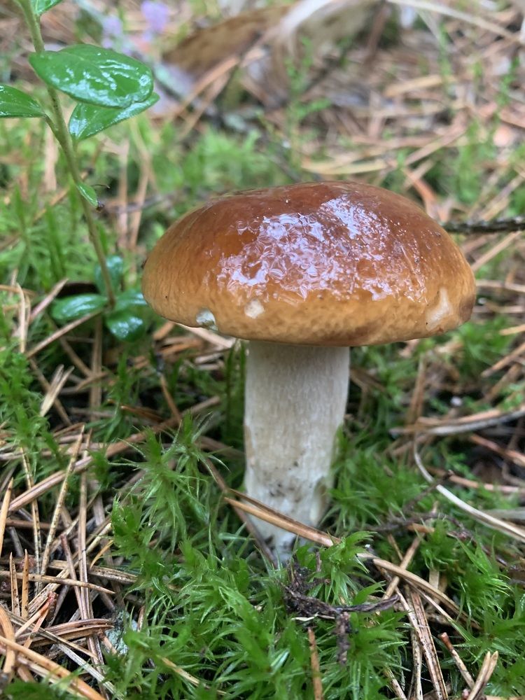 Фотография автора Ирина Шпаковская