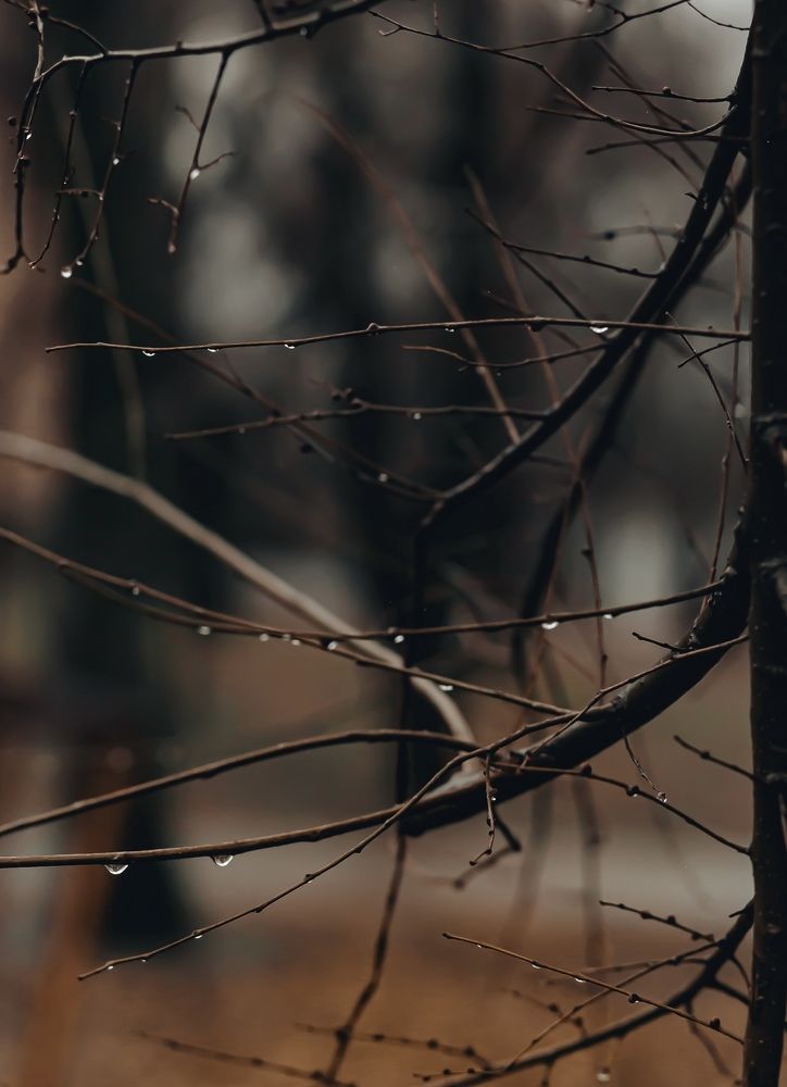 Фотография автора Елена Чиликина