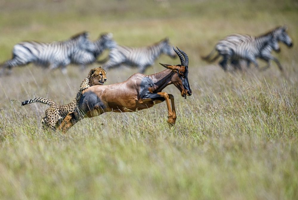 Фотография автора Nitin Baste