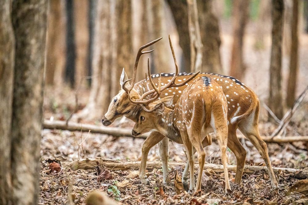 Photograph by Nitin Baste