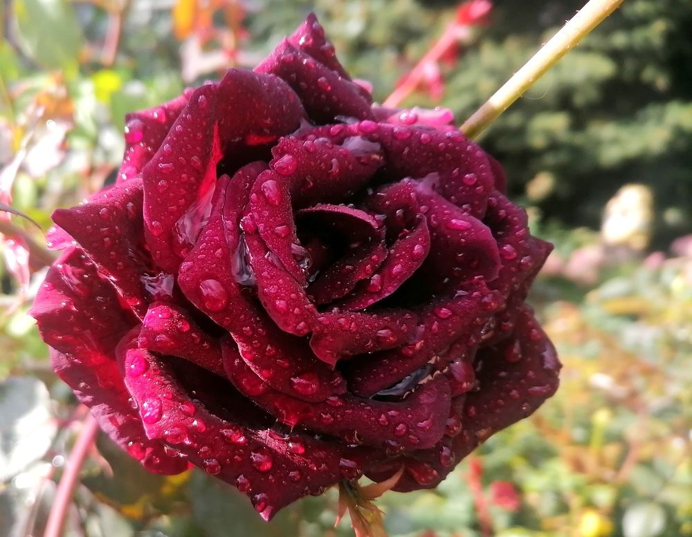 Photograph by Тамара Багровская