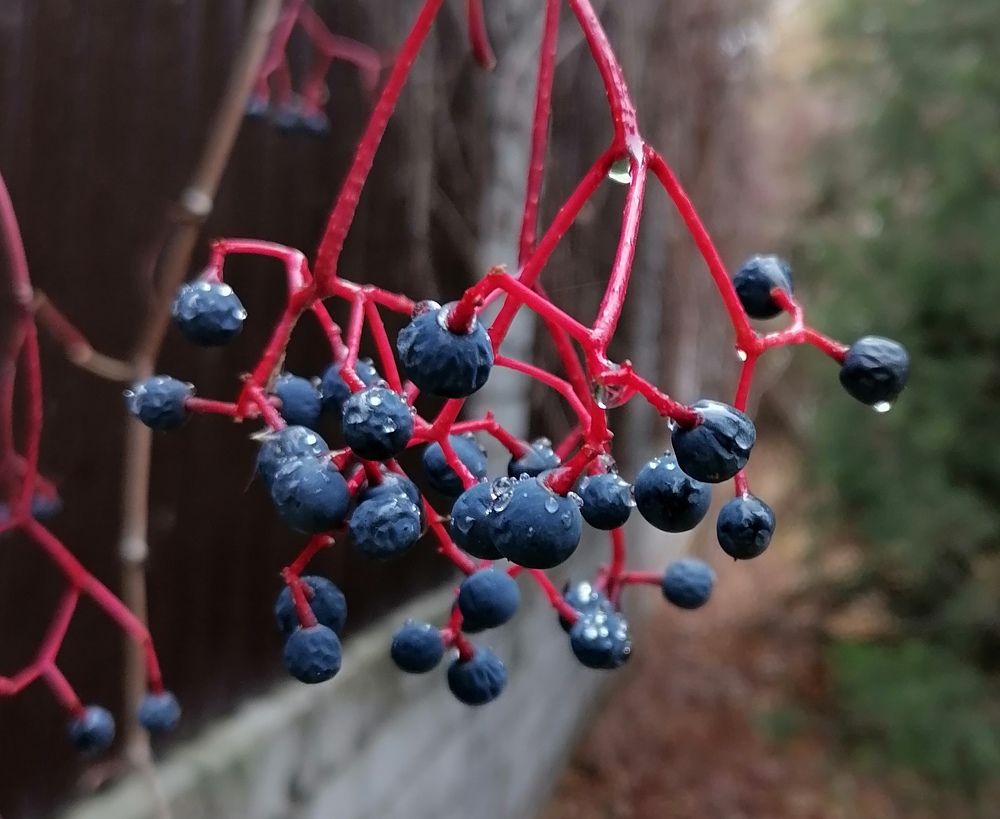 Photograph by Тамара Багровская