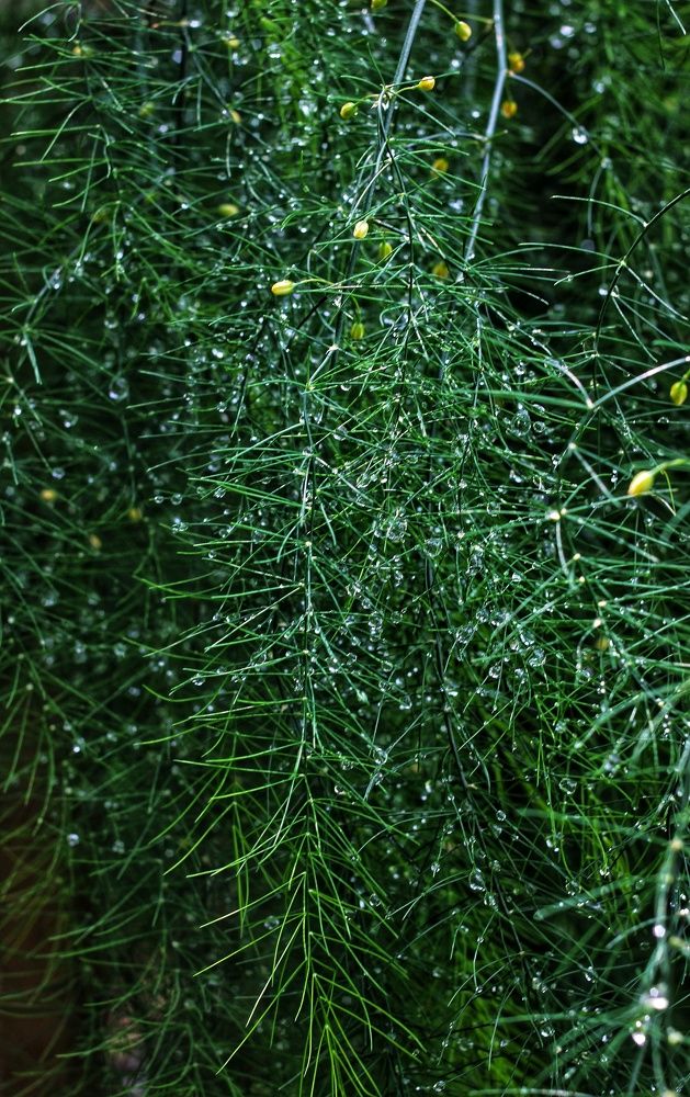 Photograph by Любовь Колмакова