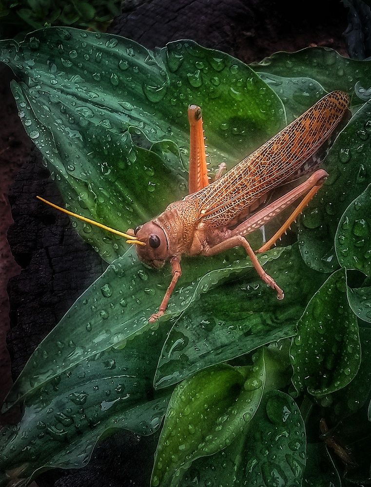 Photograph by Roberto Hagemann