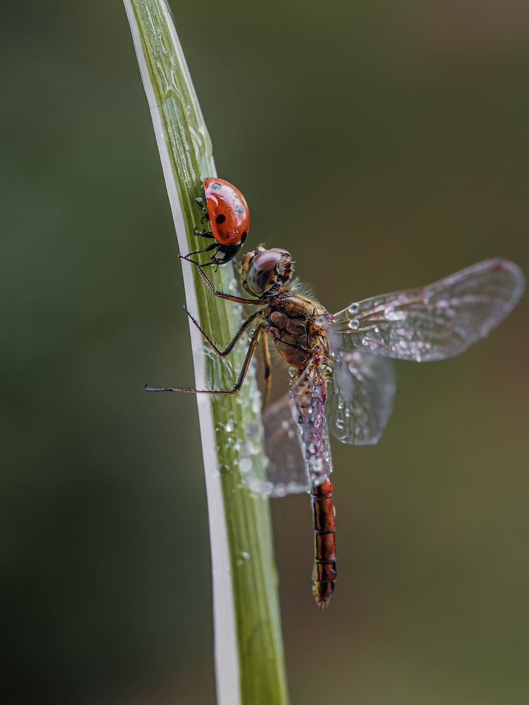 Photograph by Isaeva Maria